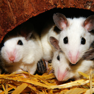 Dryer Vent Screens - Dallas TX - Hales Chimney rodents